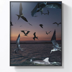 PICA Photo 拾相记 Benoit Paillé 作品《海鸟与海豚》33×30cm 收藏级影像工艺 无酸装裱 限量50版