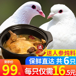 名滋園 名滋园 新鲜鸽子肉6只乳鸽土鸽子冷冻烧烤老 生鲜