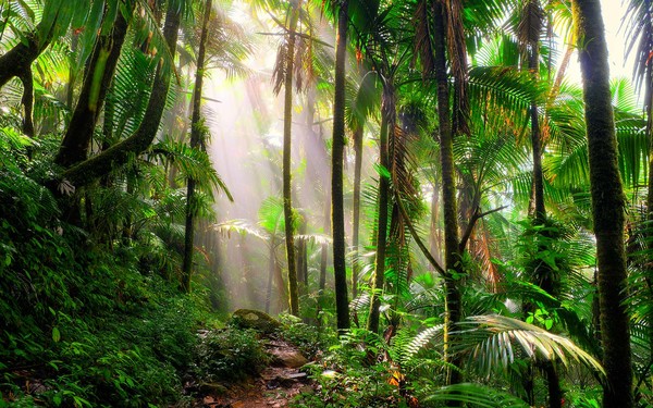 热带季雨林气候特征图片