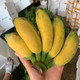 沃多鲜  小米蕉香蕉  净重9斤装
