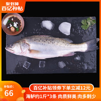 SAN DU GANG 三都港 海鲈鱼 花鲈子鱼卢鱼深海新鲜海鲜生鲜冷冻水产约500g*3条