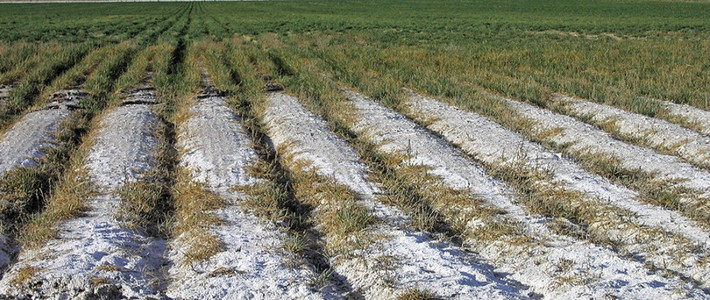 土壤盐渍化介绍_解释_什么意思-什么值得买