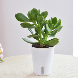 folomod玉树盆栽34年中苗一份原土发货