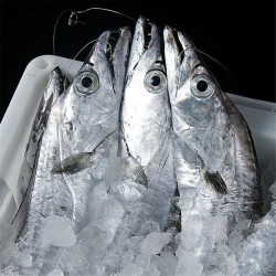 3斤装舟山东海海钓新鲜带鱼