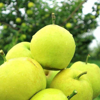 SHUNONGLIAN 蔬农联 砀山酥梨 1kg