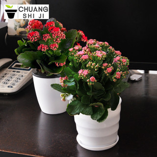 CHUANGSHIJI 长寿花苗花盆栽重瓣花苗带花包邮 四季花卉植物