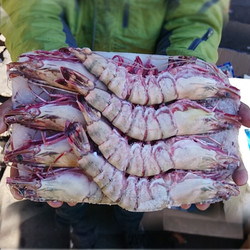 mr seafood 京鲜生 巨型黑虎虾 净重750g-800g 14-16个头 长18cm