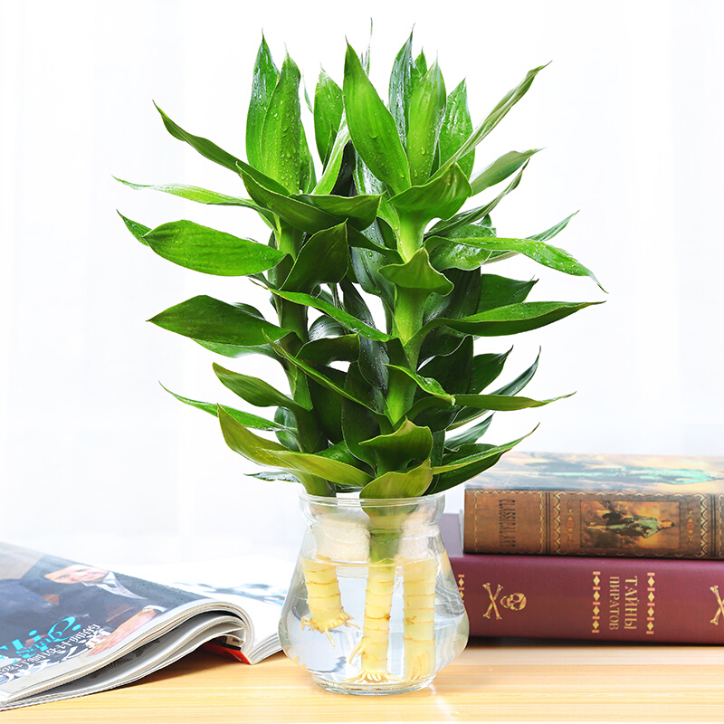 忆秋 水培观音竹