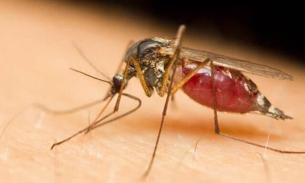 居家研究所：狠人请进！9种驱蚊产品真人实拍测评，现场扼杀蚊子凶残暴行！