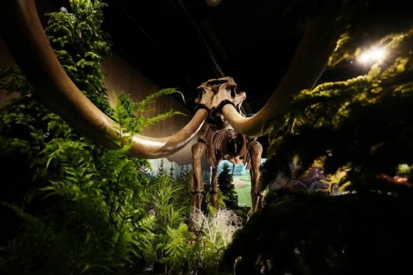 畅玩1500㎡超大型霸主恐龙超时空体验展上海霸主恐龙展1大1小亲子票