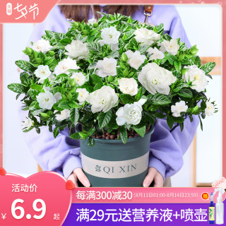 栀子花盆栽大盆带花苞室内花卉绿植四季好养的花开花清香植物 报价价格评测怎么样 什么值得买