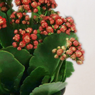 CHUANGSHIJI 长寿花盆栽 红色 含大号加仑盆