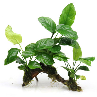 Ada 沉木水榕水草活体鱼缸造景 报价价格评测怎么样 什么值得买