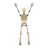 神孩子 人体骨骼拼装模型 人体骨骼模型