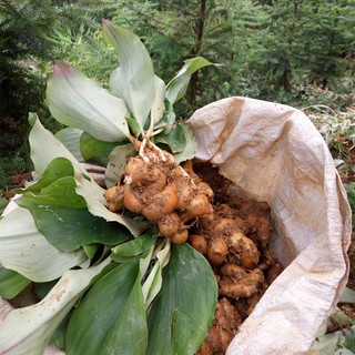 杨大爷 鲜沙姜 2kg