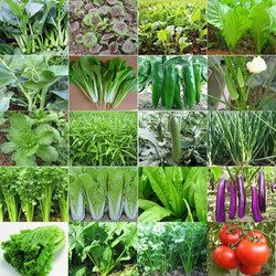 阳台盆栽四季播种菜籽 30包蔬菜种子+工具+喷壶+肥2包