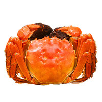 小编精选：又到一年食蟹时，尝尝御佰鲜大闸蟹，膏肥黄满，价格更心动!