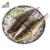 ZHONGYANG FISH WORLD 中洋鱼天下 河豚鱼 150-200g