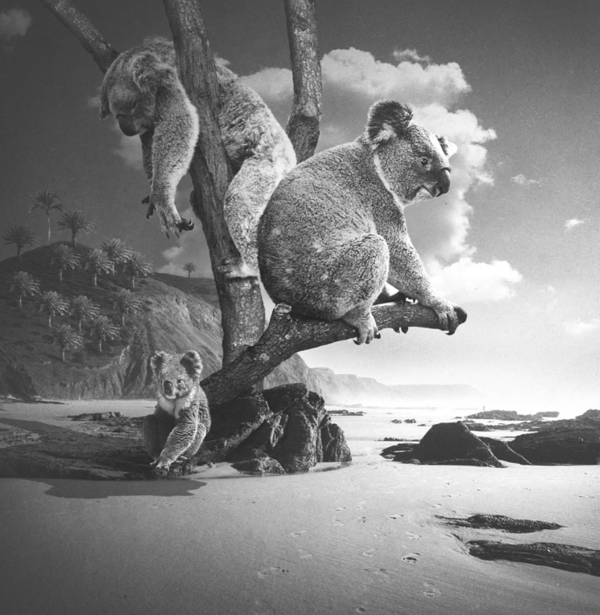 PICA Photo 拾相记 Tomasz Zaczeniuk 作品《考拉岛》33 x 33cm 无酸装裱 限量50版