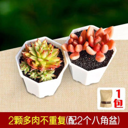 室内盆栽 含盆土2颗多肉植物组合盆栽大颗好养四季室内庭院2颗多肉 白八角盆 土多少钱 什么值得买