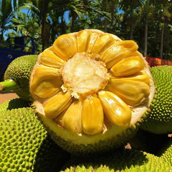  鲜指南 海南黄肉软皮菠萝蜜 20-25斤单个装