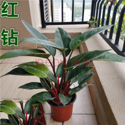 半径风景大红钻绿植盆栽一盆3棵4050cm带盆栽好