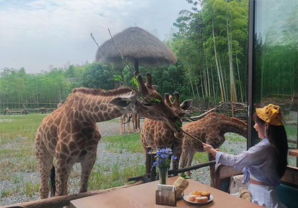 不用去肯尼亚，也能与长颈鹿亲密接触！湖州长颈鹿庄园酒店 1-2晚套餐（含早+长颈鹿庄园入园体验券等）