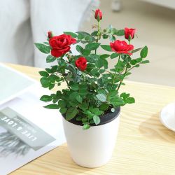 qijie 齐洁 带花苞玫瑰花盆栽 一盆三色