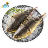 PLUS会员：ZHONGYANG FISH WORLD 中洋鱼天下 河豚鱼 150-200g