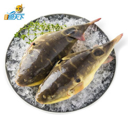 ZHONGYANG FISH WORLD 中洋鱼天下 河豚鱼 150-200g