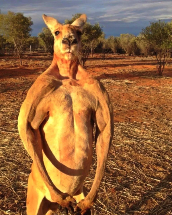 玩模总动员animalplanet动物星球网红搞怪表情包袋鼠摇手手办