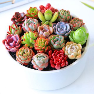 花无痕多肉植物套装24款入门肉肉多肉盆栽多肉组合区办公室室内植物萌肉植物盆栽随机多肉5颗碗莲花盆营养土 报价价格评测怎么样 什么值得买