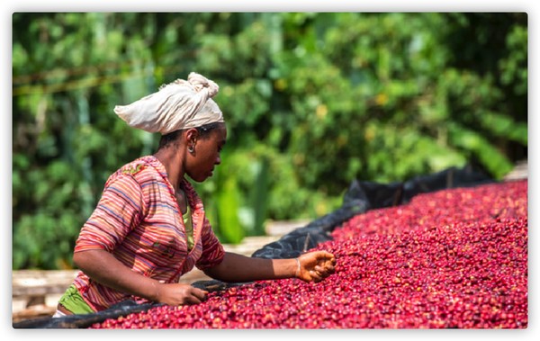 COLIN PLUS 柯林埃塞俄比亚 古吉安娜索拉 酵素厌氧水洗咖啡豆100克