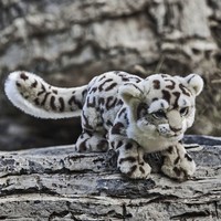 NATURALISM 博物文创 雪豹毛绒 可爱动物玩偶
