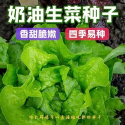 种子特工队 原厂彩包奶油生菜种子口感好可生吃阳台专用四季盆栽播种蔬菜种子