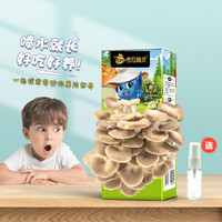 考拉精灵 蘑菇盒子装可食用diy菌棒菌种子秀珍菇家庭种植包儿童