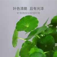 YANXUAN 网易严选 招财满贯好寓意，铜钱草绿植盆栽