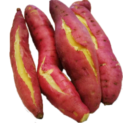 飞犇 板栗红薯 4.5斤装