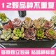  随机可爱小多肉植物组合12颗多肉不重复（原土球发货）　