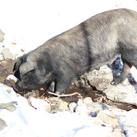 野蛮香 东北长白山脉健康黑猪肉 一头猪 毛重 315斤 左右