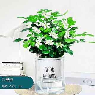 菜友水培植物绿萝发财树多肉花卉绿植物室内小盆栽九里香富贵竹栀子花九里香 报价价格评测怎么样 什么值得买