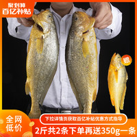 三都港 条冻黄花鱼 新鲜冷冻宁德大黄鱼黄鱼海鲜水产约2斤
