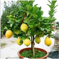 半径风景 三年柠檬苗盆栽 50-60cm (泥球发货)