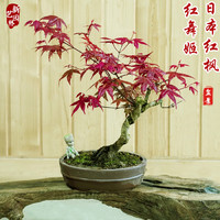 红枫 日本红舞姬老桩盆景四季盆景树苗客厅室内盆栽植物