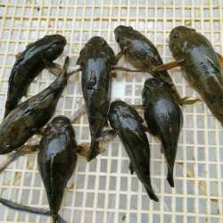 通惠海鲜水产_通惠 苏北斗龙港河鲜活笋壳鱼虎头鱼呆子鱼新鲜沙塘鳢土