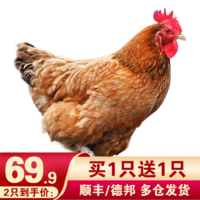 黄河畔 三黄鸡  750g/只 买一送一