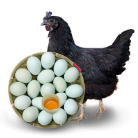 桃小淘 绿壳乌鸡蛋10枚 农家散养绿皮乌鸡蛋笨鸡蛋柴鸡蛋月子蛋 非鹌鹑蛋鸭蛋鹅蛋