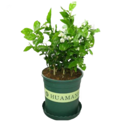 茉莉花盆栽 意轩花卉盆栽白茉莉白色茉莉花苗重瓣白茉莉3年苗多少钱 什么值得买