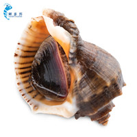 鲜多邦 青岛特大海螺2-4个/500g 3斤 贝类海鲜水产 生鲜刺身火锅食材
