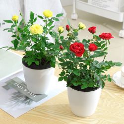 侈放玫瑰花盆栽带花苞黄色原盆原土保湿陶粒